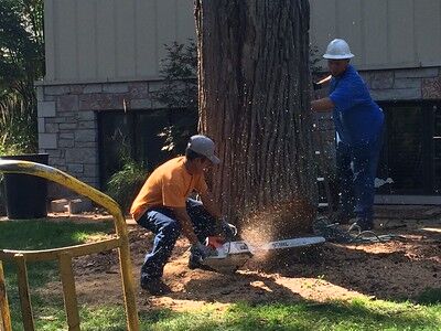 Well Equipped Tree Removal Service Professionals for Residential or Commercial Properties