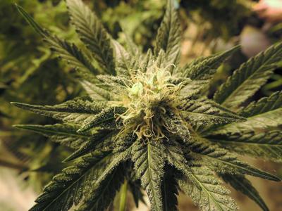 The Legality of Marijuana in California