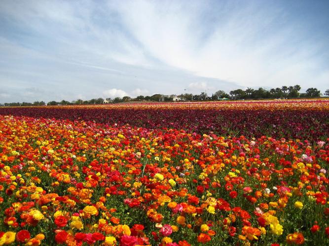 San Diego’s Secret Spots to See