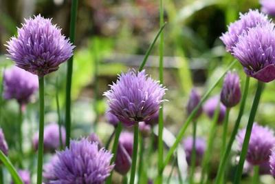 summer flowering bulbs