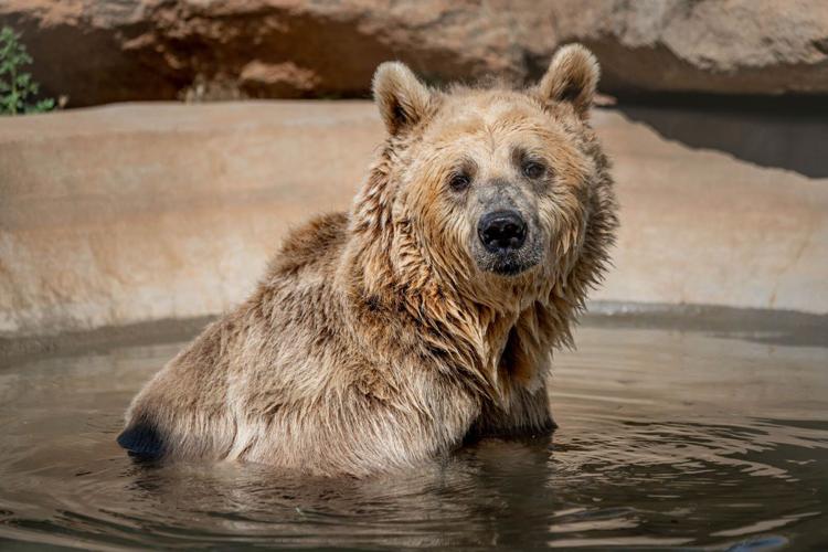 A Summer of Compassion at Lions Tigers and Bears