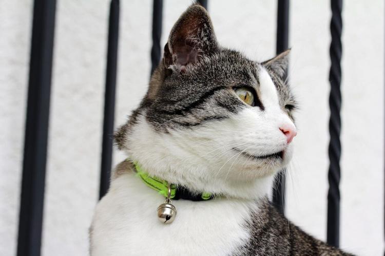5 Must-Have Features of the Perfect Cat Collar