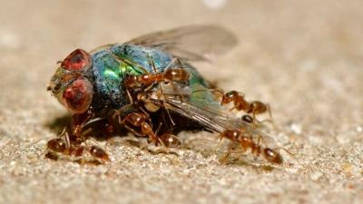 Why should you go for heat bed bugs treatment?