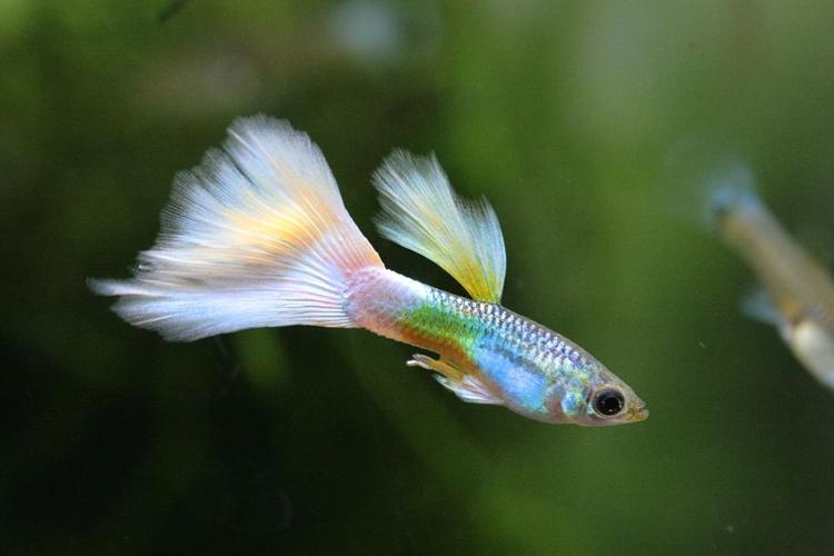 Freshwater Fish That are Perfect for Small Tanks