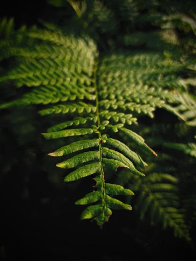Discovering Boston Fern Varieties: An Exploration of Different Types of Boston Ferns