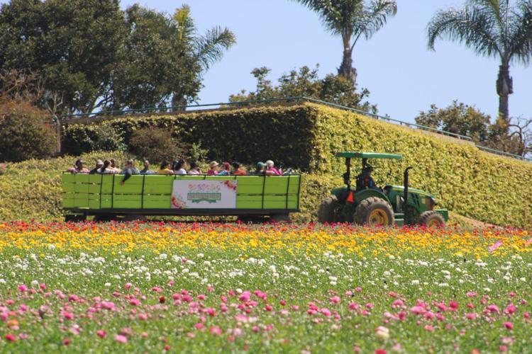 Carlsbad Flower Fields: A Cool Activity to Take Mom