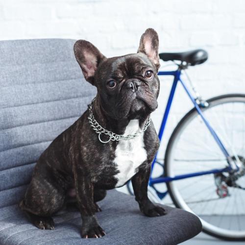 My Dog – My Investment. Is It Worth?