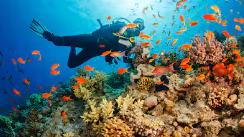 Planning a Scuba Diving Vacation to Roatán, Honduras