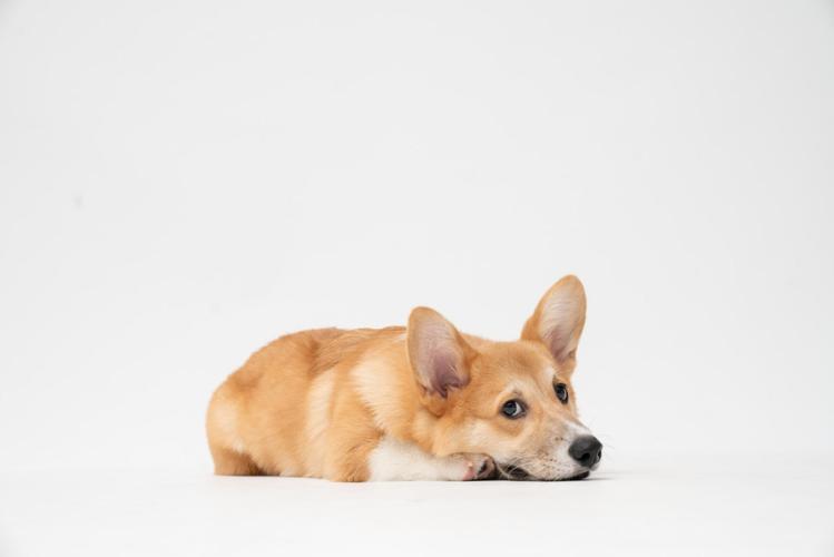 Corgi puppy will all necessary vaccinations and medical records