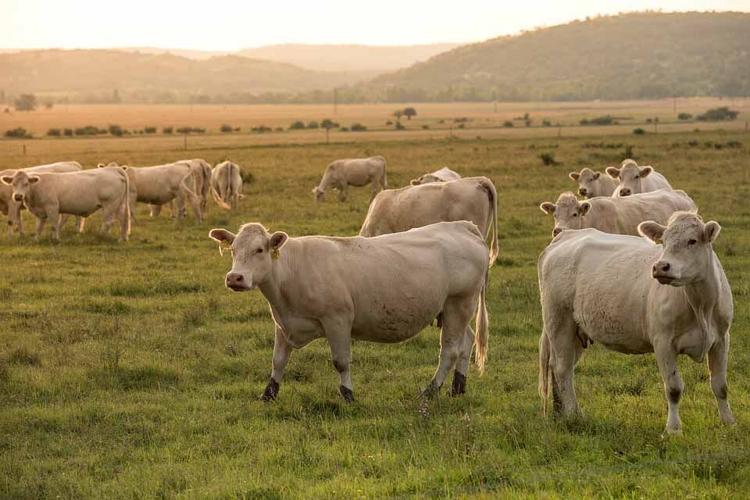 8 Reasons Why You Should Go Organic