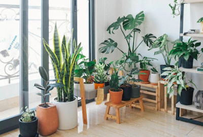 Thriving Houseplants in Challenging Indoor Environments