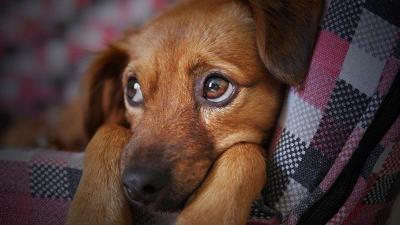 How to Curb Separation Anxiety in Dogs