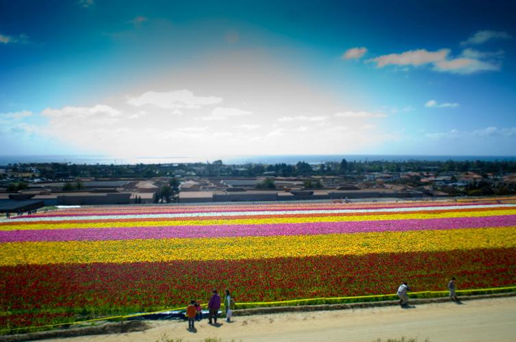 Carlsbad Has Something for Everyone