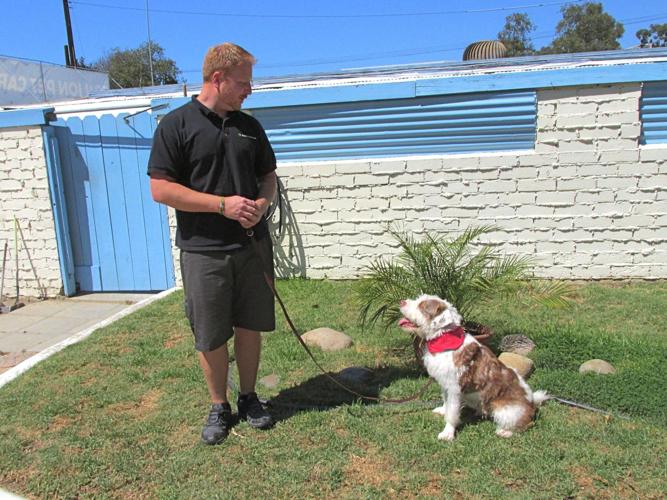 Schubach Aviation-Sponsored Shelter Dog "Charlie" Flies Through First Phase of Basic Obedience Training