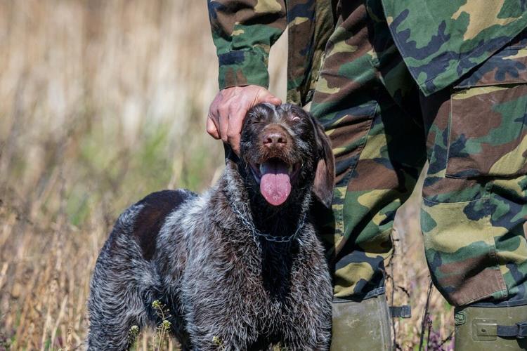 4 Tips to Care for a Military Dog After They Finish Their Service