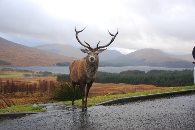 Immersive Wildlife Holidays That Bring You Closer to Nature