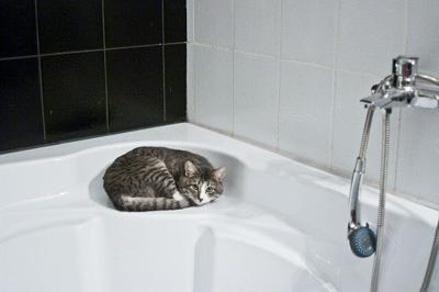What Are Common Plumbing Issues in Residential Homes?
