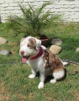Schubach Aviation-Sponsored Shelter Dog "Charlie" Flies Through First Phase of Basic Obedience Training