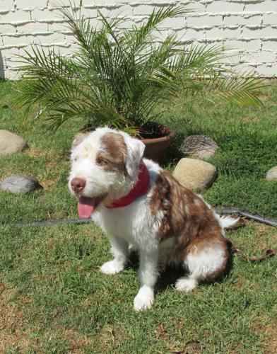 Schubach Aviation-Sponsored Shelter Dog "Charlie" Flies Through First Phase of Basic Obedience Training