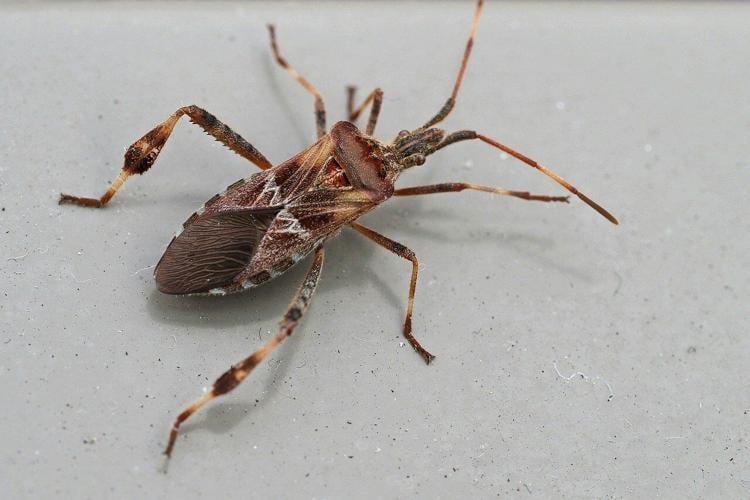 A beetle that will hopefully be identified and eliminated during a home pest inspection