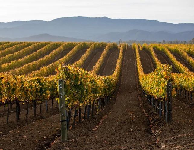 Temecula Wines to Sip All Summer Long