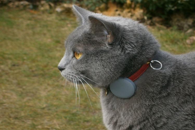 5 Must-Have Features of the Perfect Cat Collar