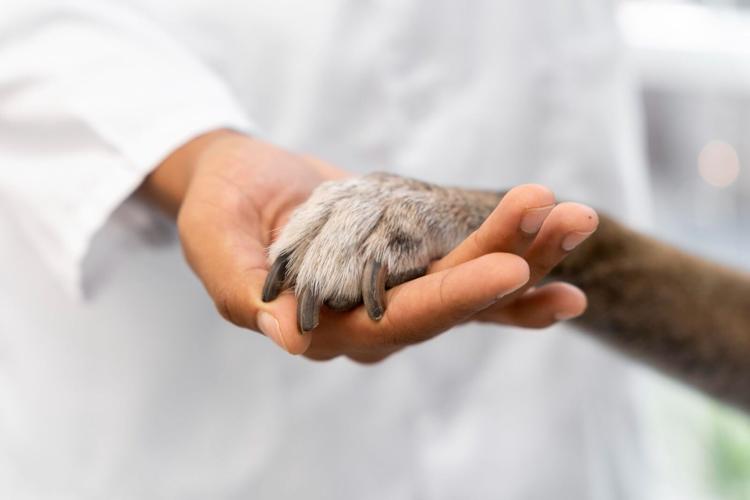 When Springtime Blooms Turn into Trouble for Your Pets