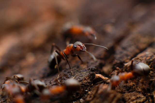 Proven Ways to Get Rid of Household Pests