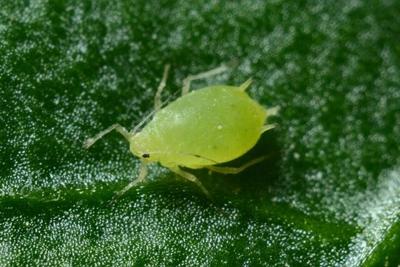 Things dust mite's allergy sufferers can do: