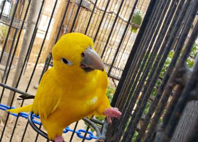 Flying Feathers make Hearts Soar at Free Flight Exotic Bird Sanctuary