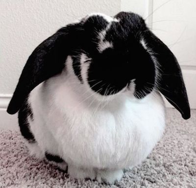 Top Contributor's Articles of 2016!