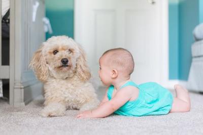 Looking To Get A Puppy? Here's Some Important Advice