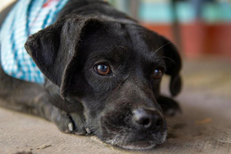Practical Advice for Raising a Healthy and Happy Dog