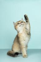 6 Essentials You Need to Prepare Before Bringing Home a New Pet