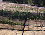 Ramona Ranch Vineyard and Winery