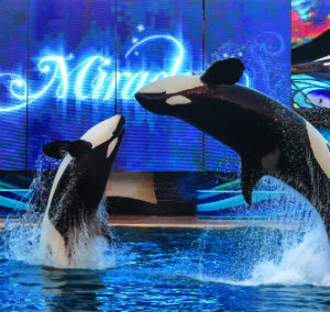 Things to do in San Diego for Christmas 2017