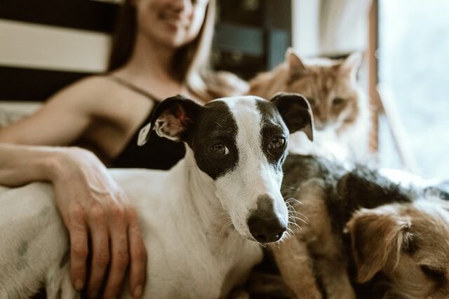 7 Tips to Consider Before You Bring Home Your New Pet