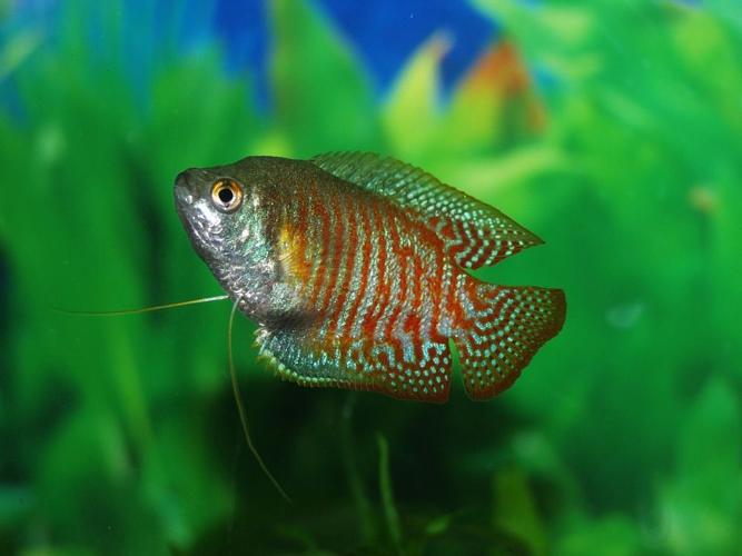 Freshwater Fish That are Perfect for Small Tanks