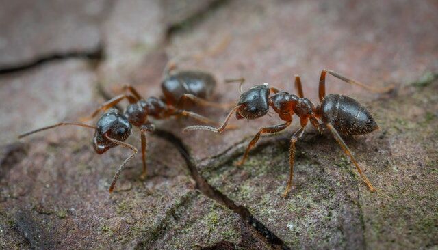 Ways To Get Rid Of And Prevent Ant Infestations
