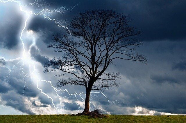 What Are the Chances of Survival When A Tree is Struck by A Lightning