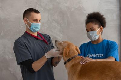 Recognizing and Treating Yeast Infections in Canine Companions Using Cannabidiol Products