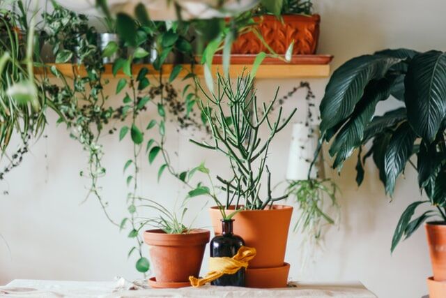 Important Care Tips And Tricks That You Should Know Before Having Houseplants