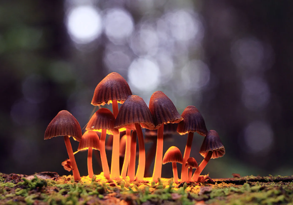 Discover the Benefits of Psilocybin and Why PsychoactiveStore.com is Your Trusted Source