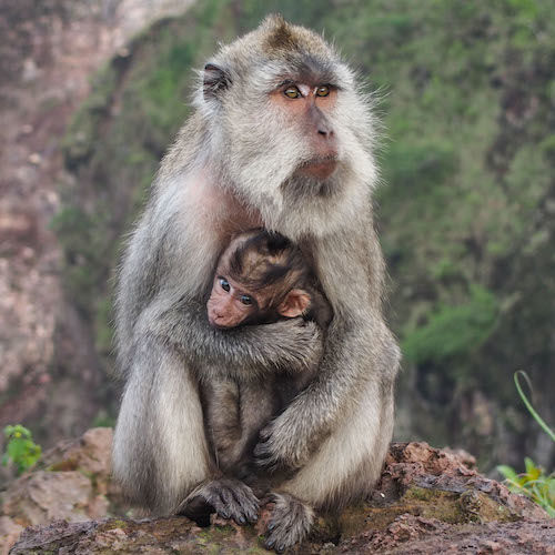 Balinese Paradise in Ubud, Indonesia