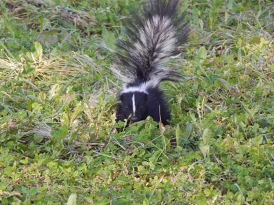 How to Keep Skunks Away From Your Yard