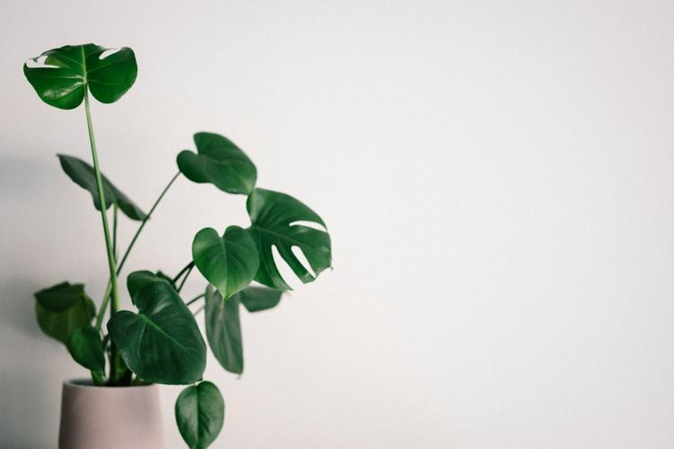 The Green Haven is  A Guide to Creating Indoor Oases through Thoughtful Plant Design in Your Home