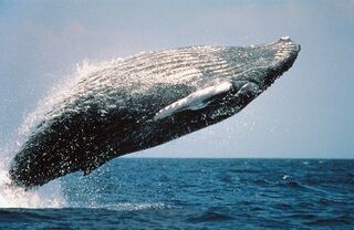 San Diego Whale Watching Guide!