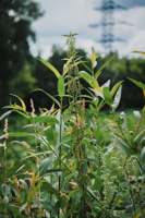 Keeping Your Outdoor Space Pristine Against Unwanted Growth