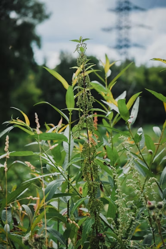 Keeping Your Outdoor Space Pristine Against Unwanted Growth