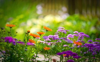 Five Health Benefits of Working in Your Garden